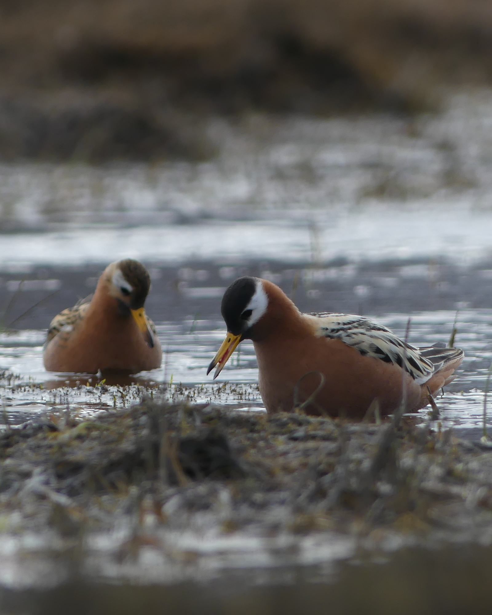 Two phalaropes in shallow water