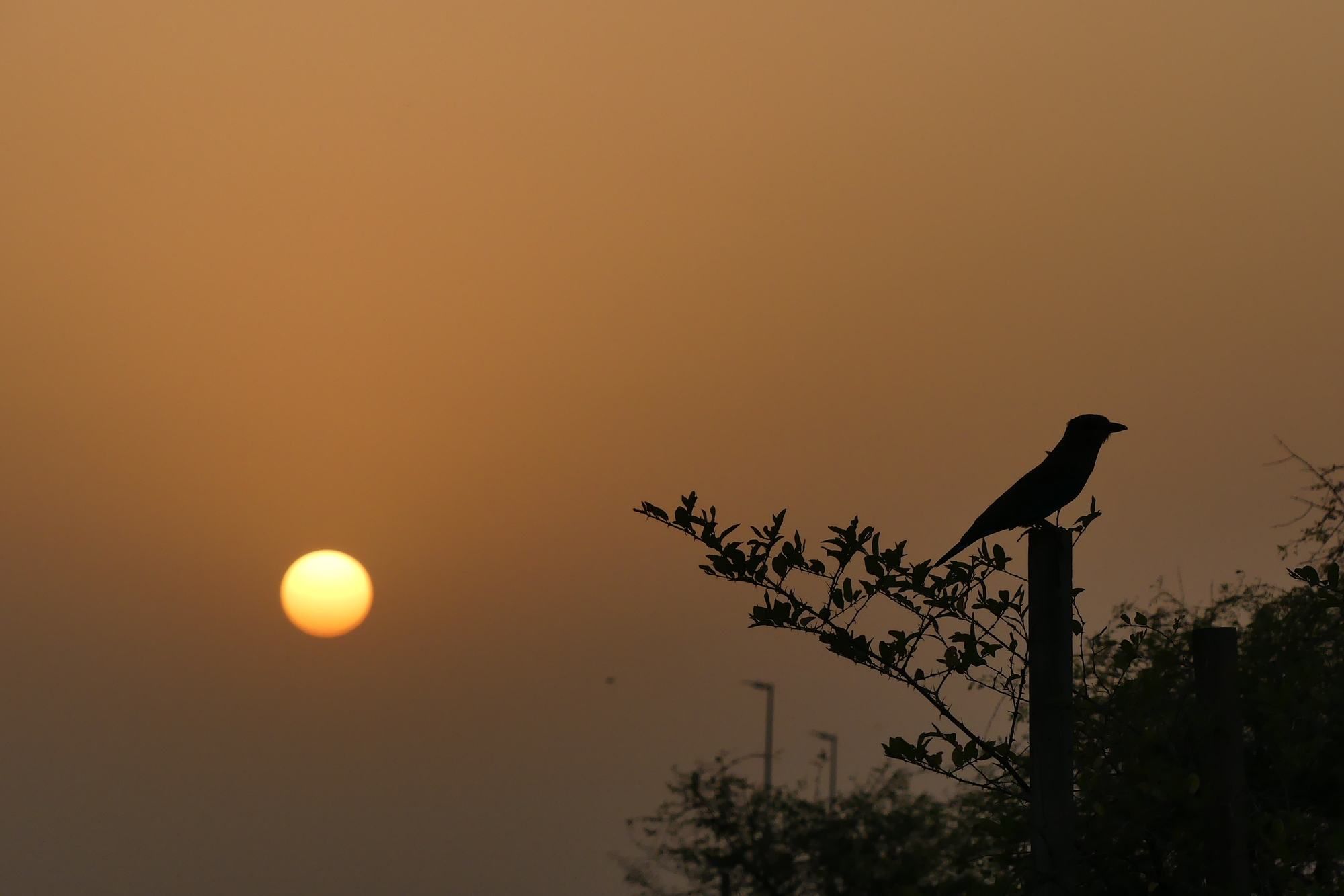 Bird silhouetted on a branch at sunset