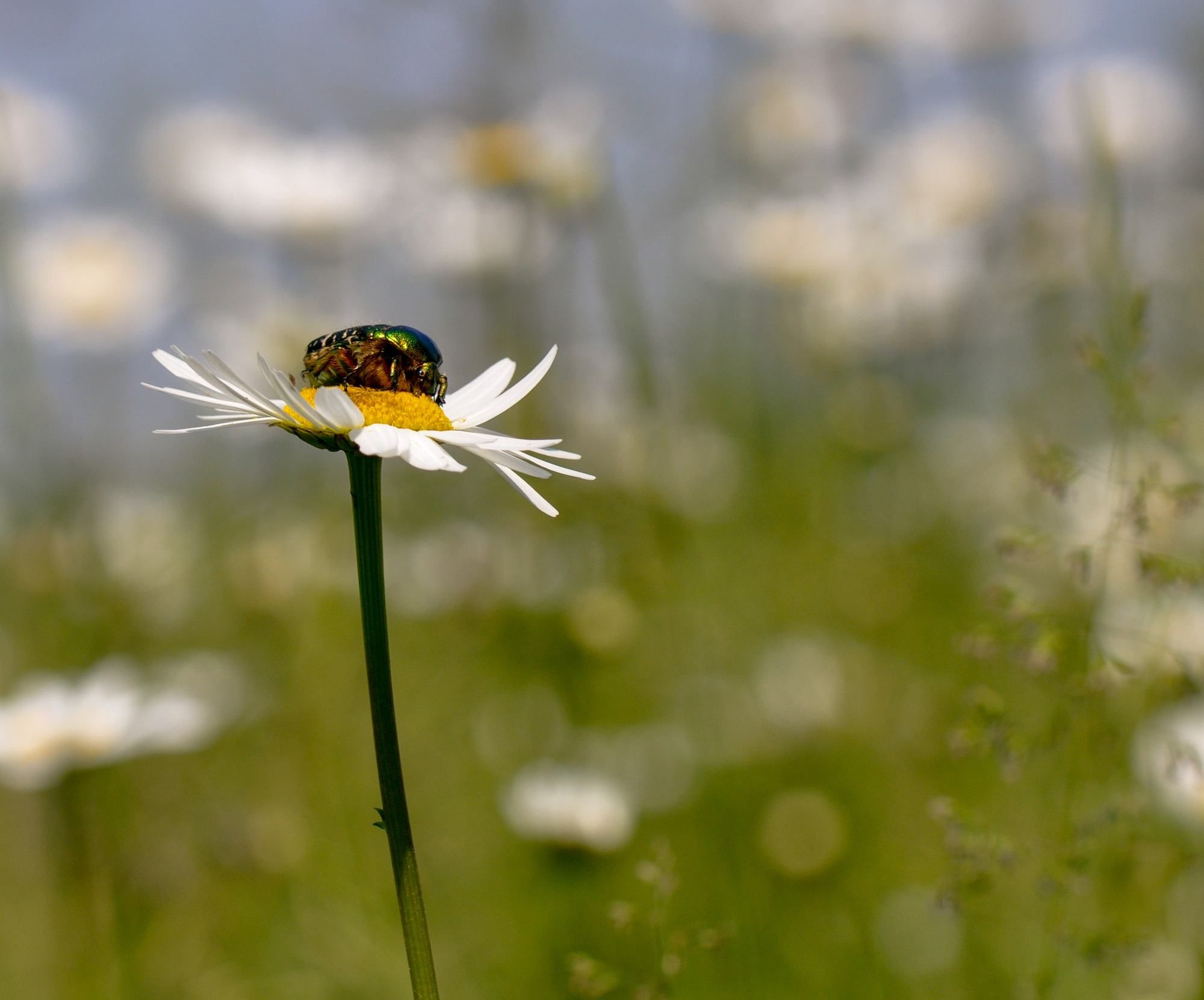 Beetle on a white daisy