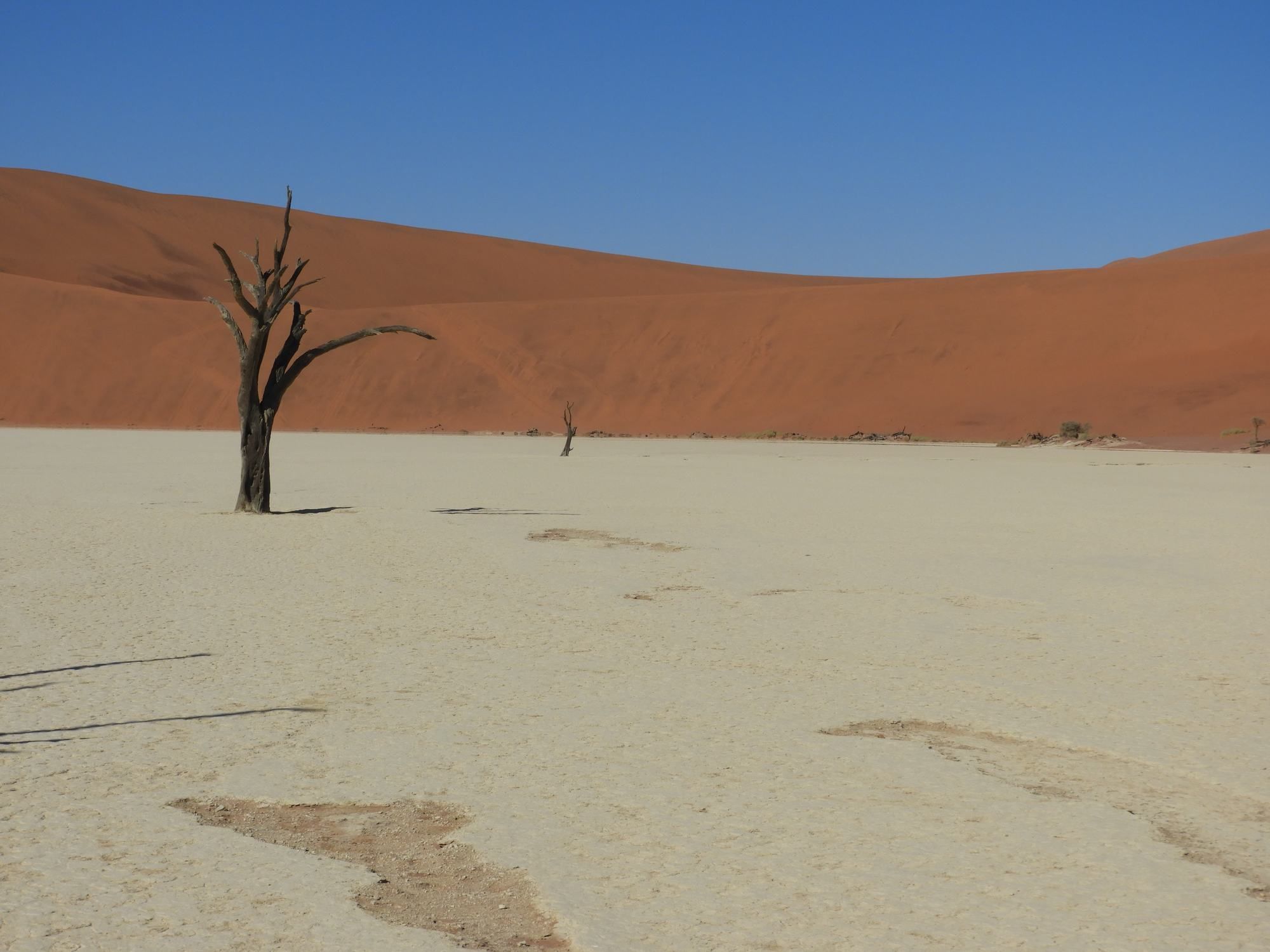 Dead tree on a white clay pan below red dunes