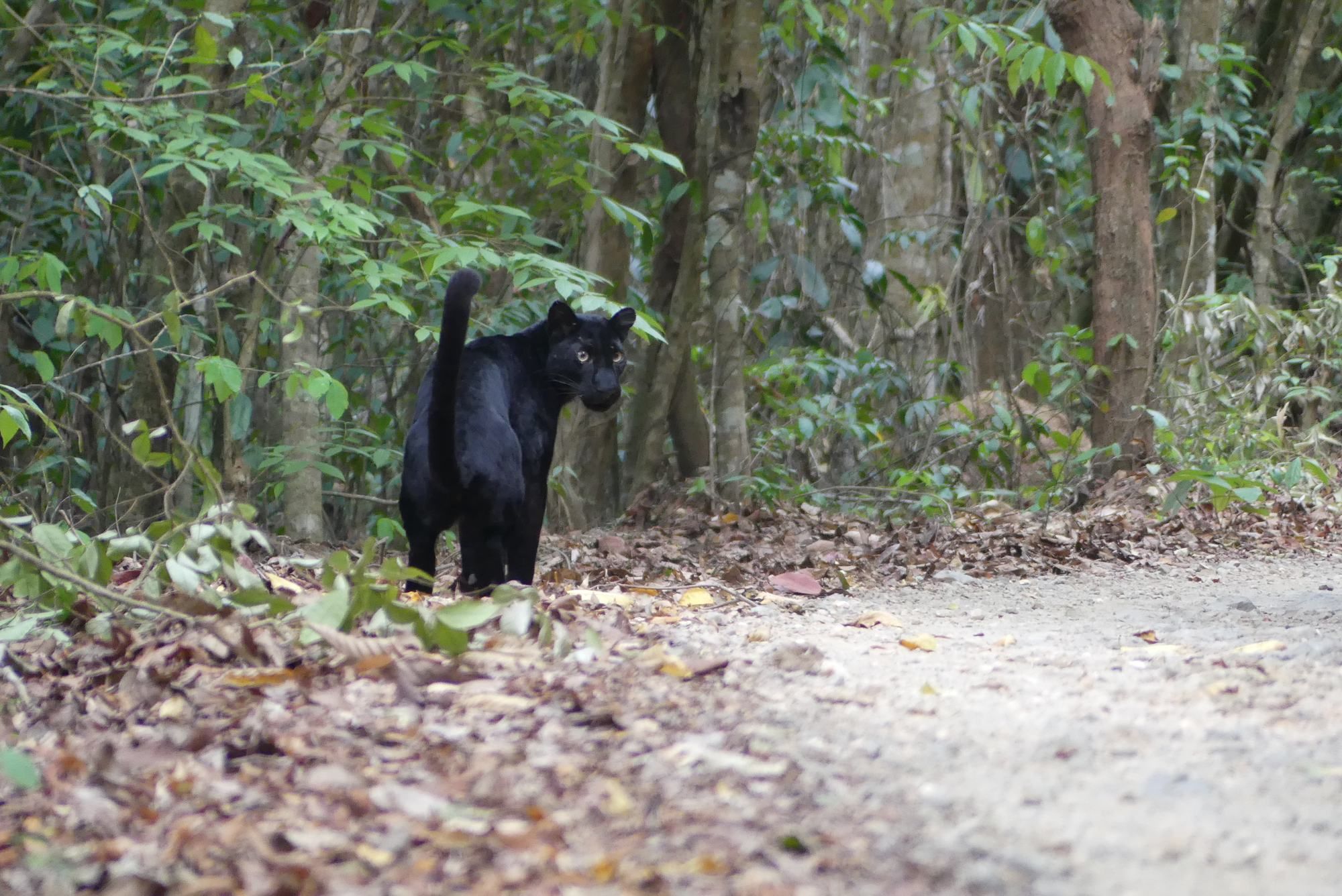 Black mammal on a forest trail