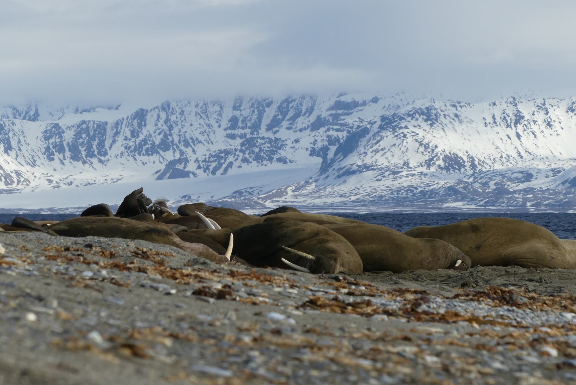 Walruses resting below snowy mountains