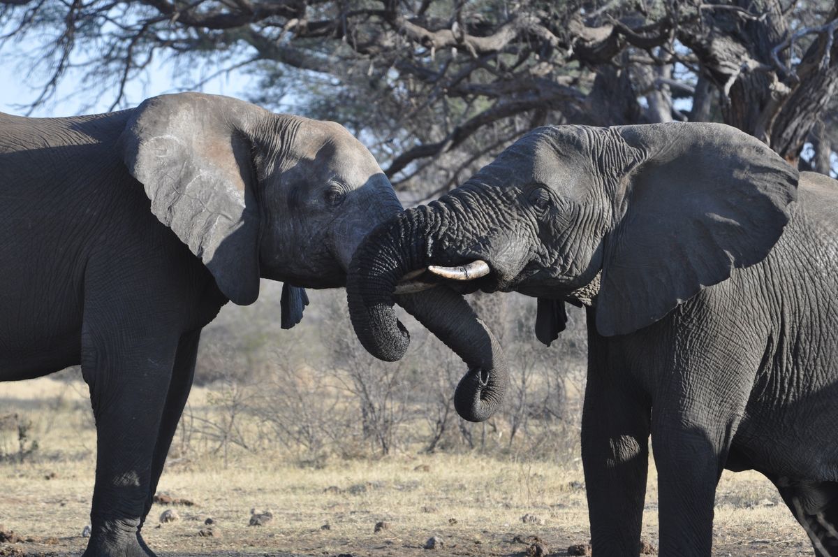 Two elephants sparring