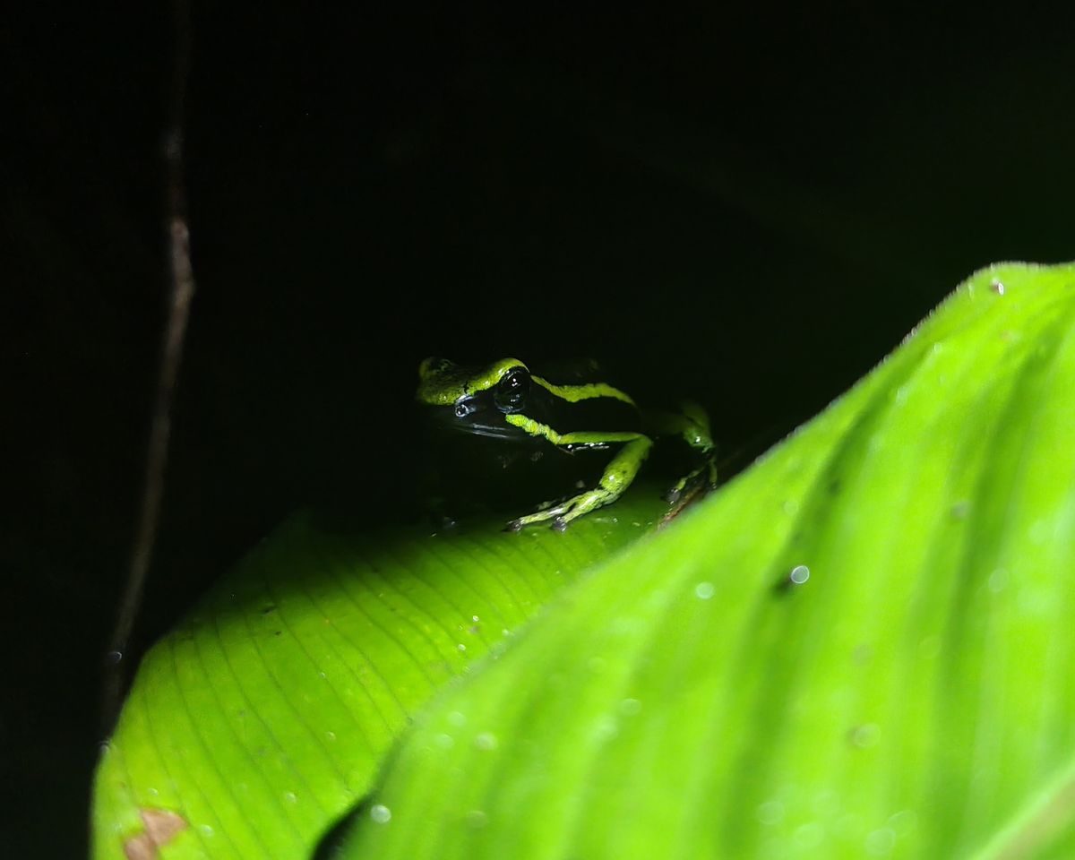 Poison frog on a leaf at night