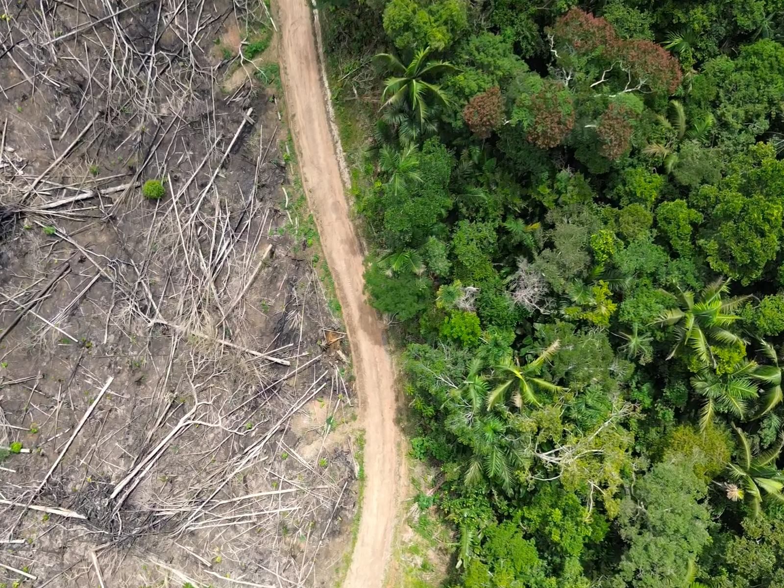 Aerial view of a dirt road between cleared land and intact rainforest
