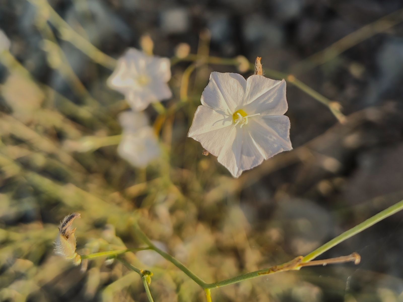 White flowers in dry grassland