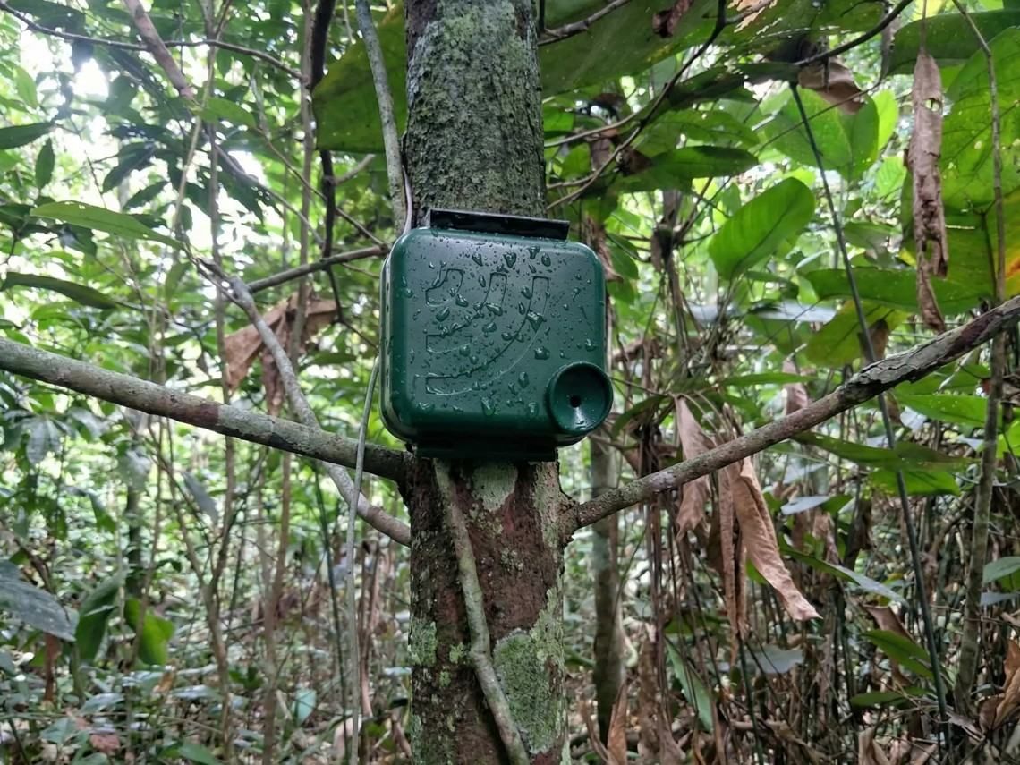 Acoustic recorder mounted on a tree in forest